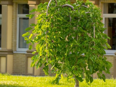 weeping mulberry tree fruit